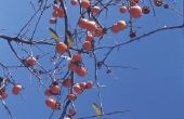Wat kaki boom variëteiten groeien in Zuid-Californië?