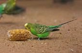 Hoe te voeden parkieten met wilde vogels voedsel