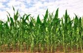 Hoeveel maïs zal één maïs Plant produceren?