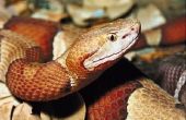 Copperhead slangen in Upstate New York