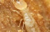 Feiten over termieten
