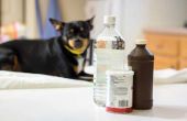 Hoe u kunt gebruiken azijn om Skunk geur af van een hond