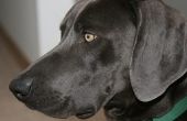 Home Remedies voor opgezwollen oren bij honden