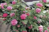 How to Care for William Baffin Roses