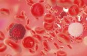 Het verschil tussen rode & witte bloedcellen