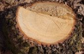 Wetten op het begraven van de boom stompen