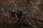 Hoe te doden de mieren op het gazon