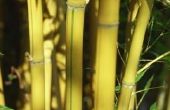 How to Grow gouden bamboe in potten