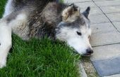 Hoe te stoppen met diarree in Siberian Huskies