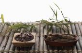 Wat zijn chemische stoffen die doden van bamboe?