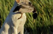 Top 10 watervogels rassen van de hond