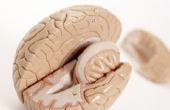 Welk deel van de hersenen controles emoties?