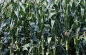 Maïs kan overleven een strenge vorst?