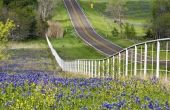 Bluebonnet Trails in Texas