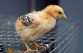 Het bepalen van de kosten van het verhogen van de kippen
