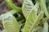 De levensduur van een Plant Venus Flytrap