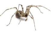 Wat zijn sommige gemeenschappelijke spinnen in Montana?