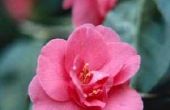Welke oorzaken bruine vlekken op een Camellia Bush?