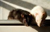How to Keep ratten uit uw stacaravan