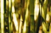 Wat te verwachten na het gewoon slank wevers bamboe planten in de grond