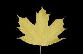 Maple Leaf identificatie gids