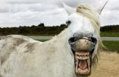 Hoe herken ik een paard leeftijd door haar tanden
