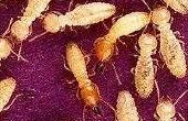 Wat eet de termieten?