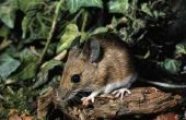 Voorkomende symptomen van een besmetting van de muizen