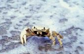 Krabben die gerelateerd zijn aan de spinnen