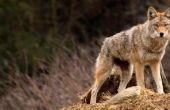 Hoe te identificeren Coyote Tracks