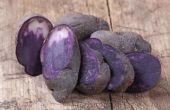 Hoe Plant & zorg voor een struik van de blauwe aardappel