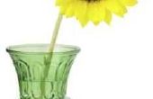 Hoe zonnebloemen om levend te houden