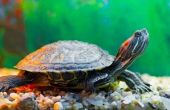 Hoe te identificeren huisdier schildpad soorten