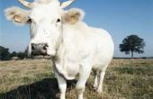Wat Is het verschil tussen een koe & een stier?