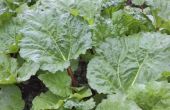 How to Make rabarber blad natuurlijke bestrijdingsmiddelen