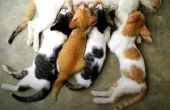 How to Take Care van zogende katten