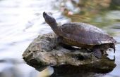 Hoe onderscheid maken tussen mannelijke en vrouwelijke schildpadden