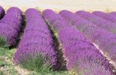 How to Grow lavendel in Zone 9