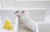 Kunt u een huisdier muis trucs leren?