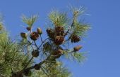 Hoe om te oogsten Pine zaden voor opplant