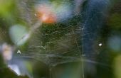 Hoe maak je natuurlijke Spider afstotend