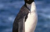 Pinguïn Snacks voor kleuters met behulp van Goldfish Crackers
