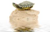 Hoe goedkoop het bouwen van een Outdoor Habitat voor rode schuifregelaar schildpadden