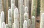 Cactus Glochids uit kleding verwijderen