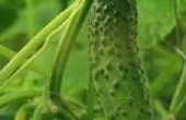 Bruine vlekken op de bladeren van de komkommer