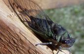Wat is de levenscyclus van een Cicada