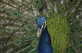 Informatie over de vogel Peacock