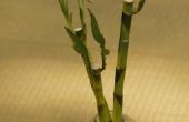 Witte schimmel op bamboe