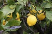 Goede meststof voor citroenbomen