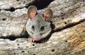 How to Get Rid van een hout Rat's Nest